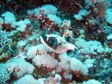 030429_Small Brother - Tetrodon masque - Dsc01166~~